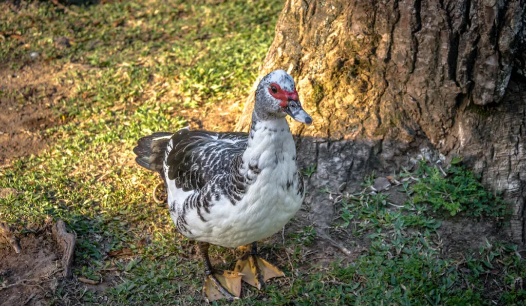 Muscovy Duck resting near tree trunk