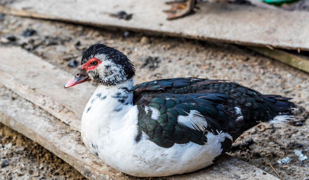Muscovy duck or Cairina moschata on ground at farmyard