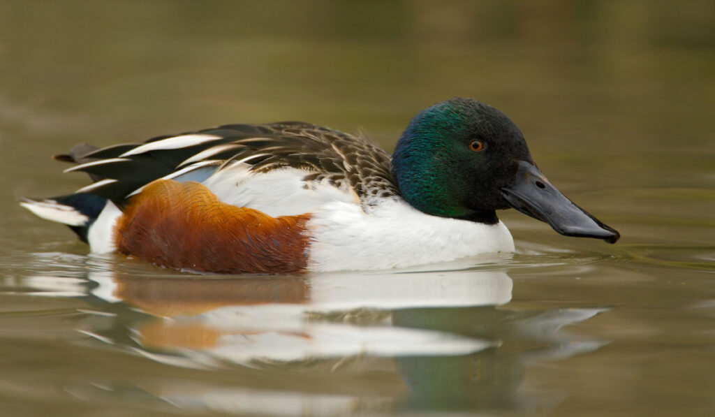 Northern Shoveler Duck swimming on a pond