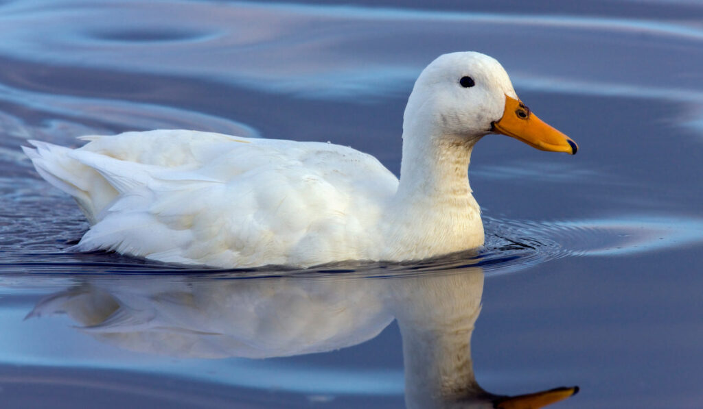 pekin duck swimming on a blue lake