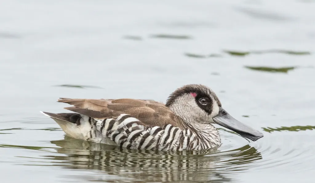 Pink Eared Duck swimming on a lake in Australia