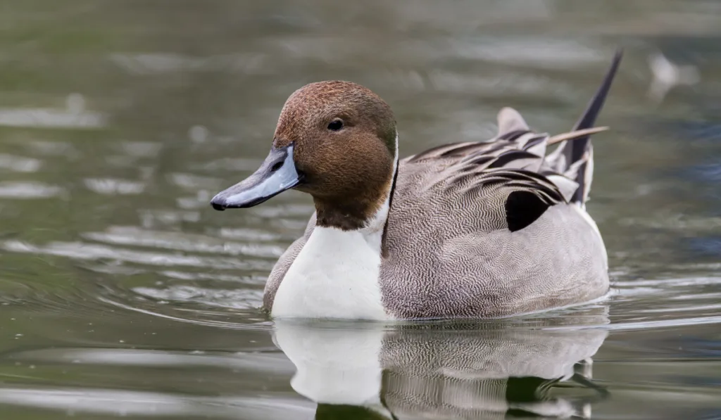 A northern pintail glides through a pond.