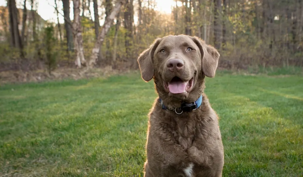 Portrait of a Smiling Chesapeake Bay Retriever with trees and sunlight on the background