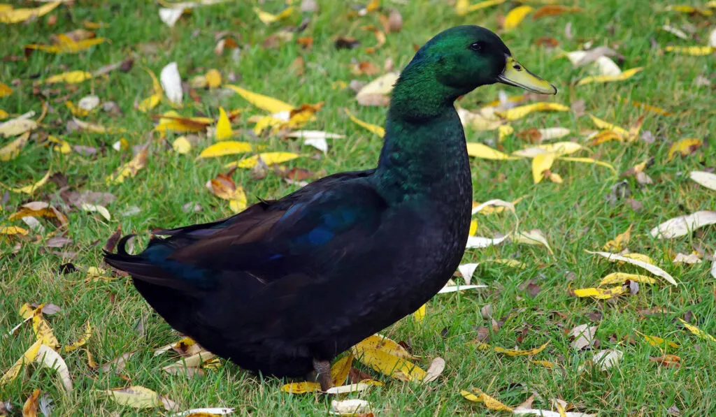 Portrait of a domestic black duck close up (Cayuga duck)