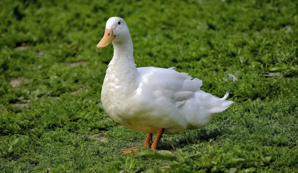 Portrait of an Aylesbury duck 