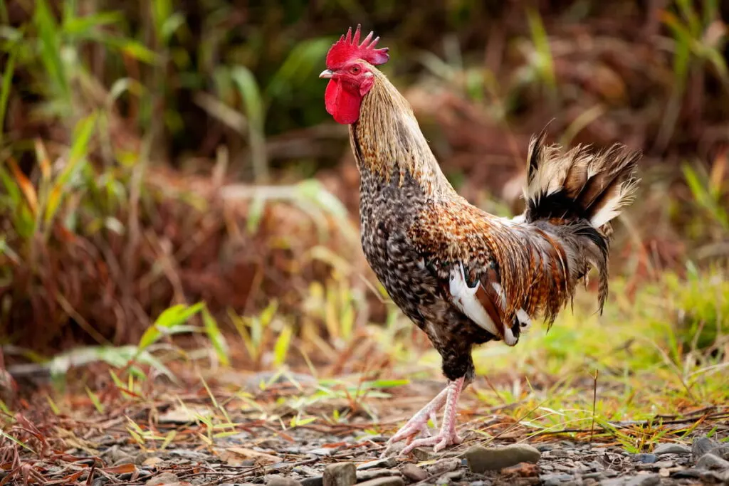 Proud chicken rooster