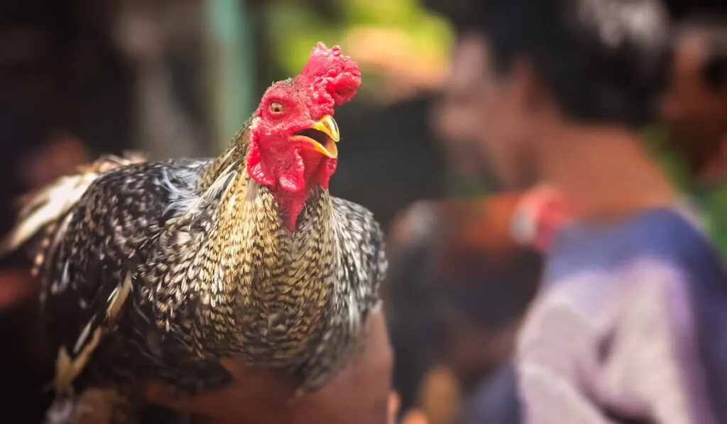 Rooster ready to fight