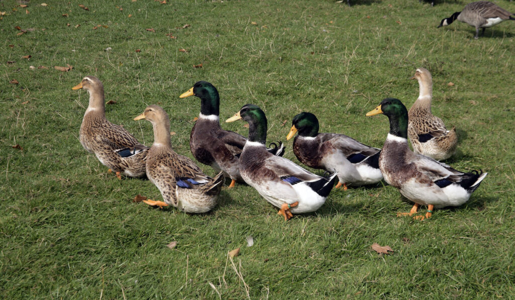 Rouen domestic duck in a group walking freely on the farm