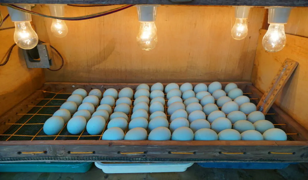 Simple egg incubator