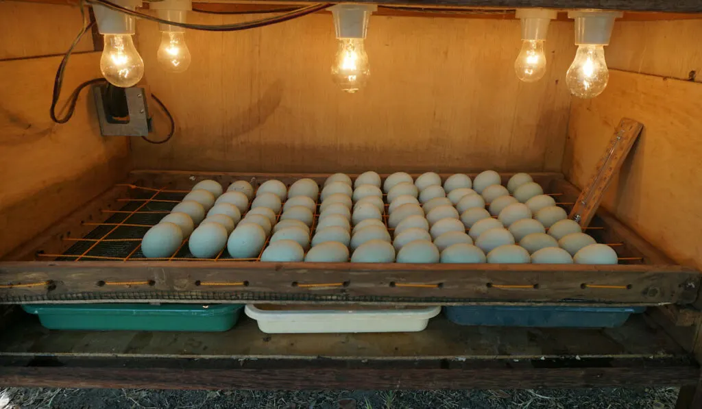 Simple made Duck egg incubator 