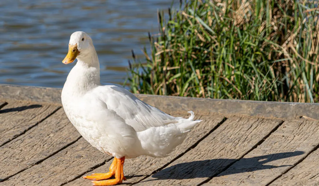 Single White Domesticated Aylesbury Duck out of the water standing near lake 