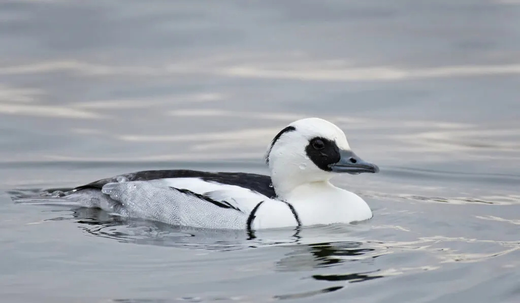 Smew swimming on a lake