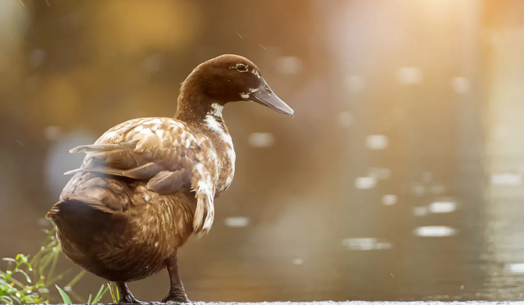 Standing Khaki Campbell Duck on blurry lake background