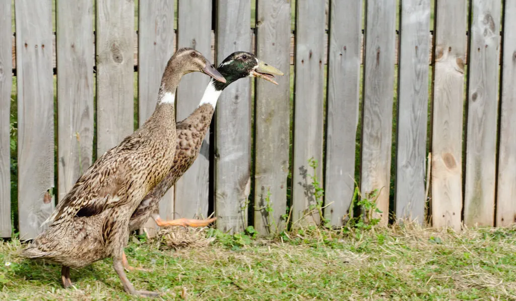 Two Indian runner Ducks walking on the farm near fence