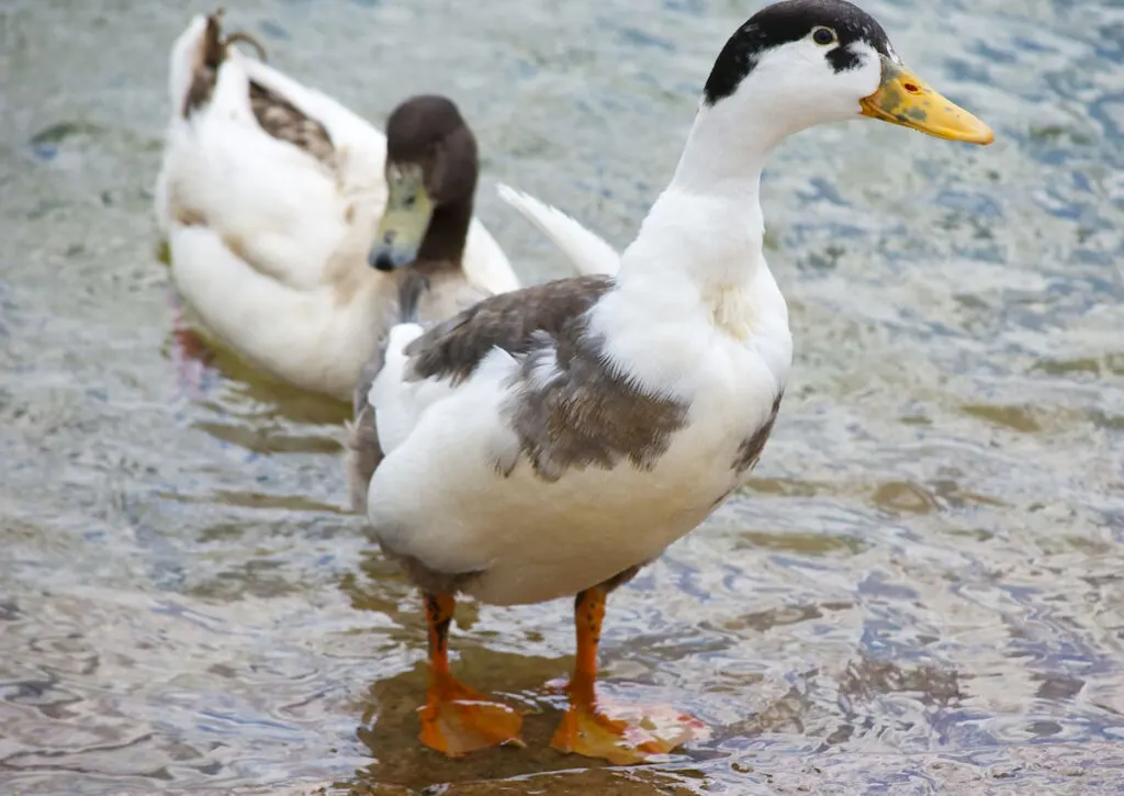Two domestic magpie ducks in water