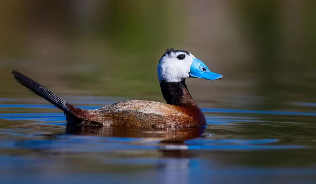 White Headed Duck swimming in lake 