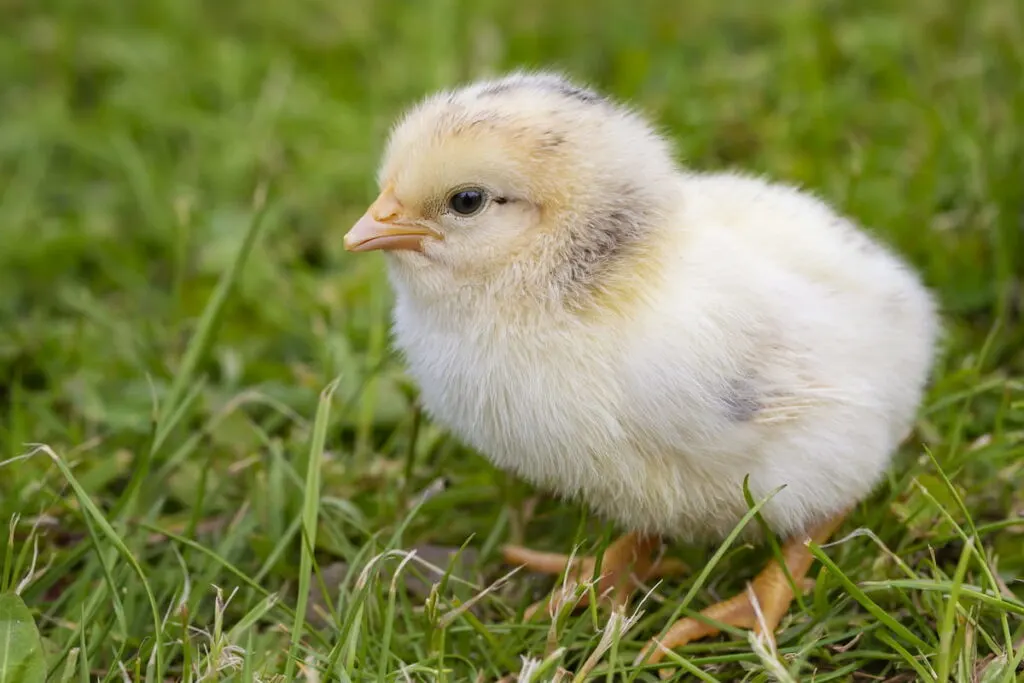 Young newborn Chicken on Green Grass