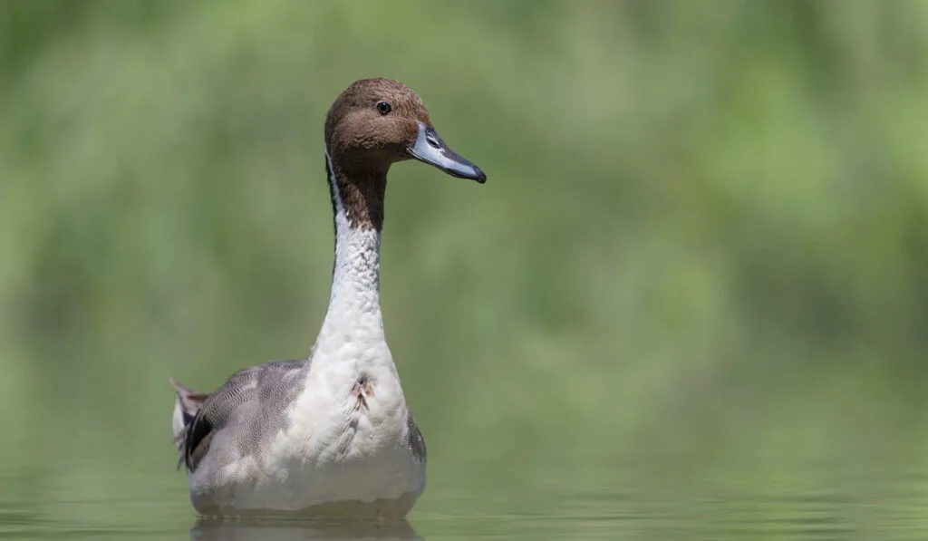 a pintail duck