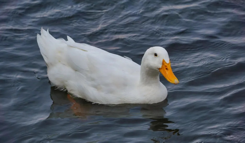 american pekin swimming on a lake