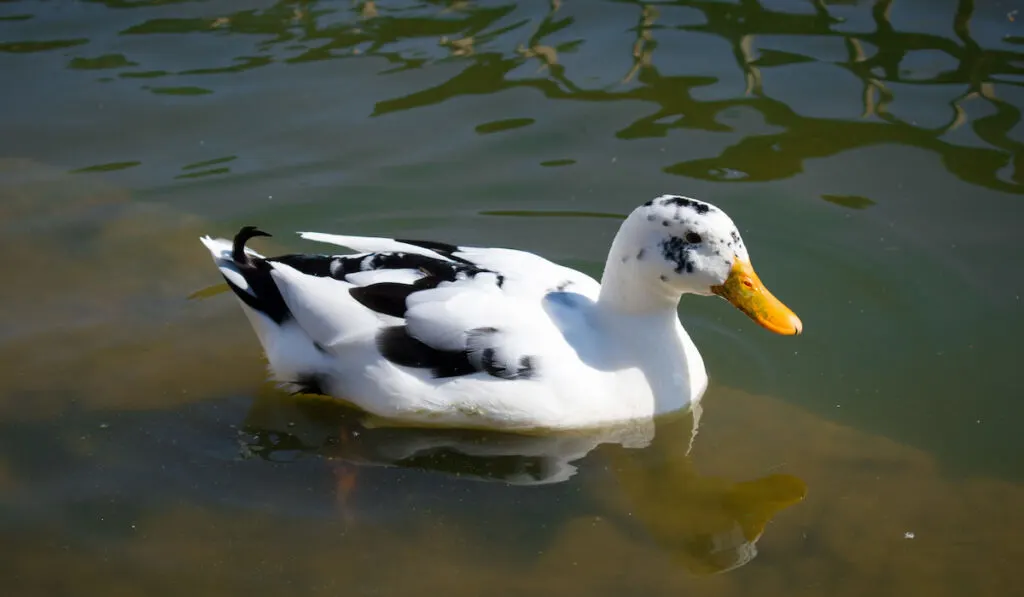 black and white Ancona duck floating in lake water