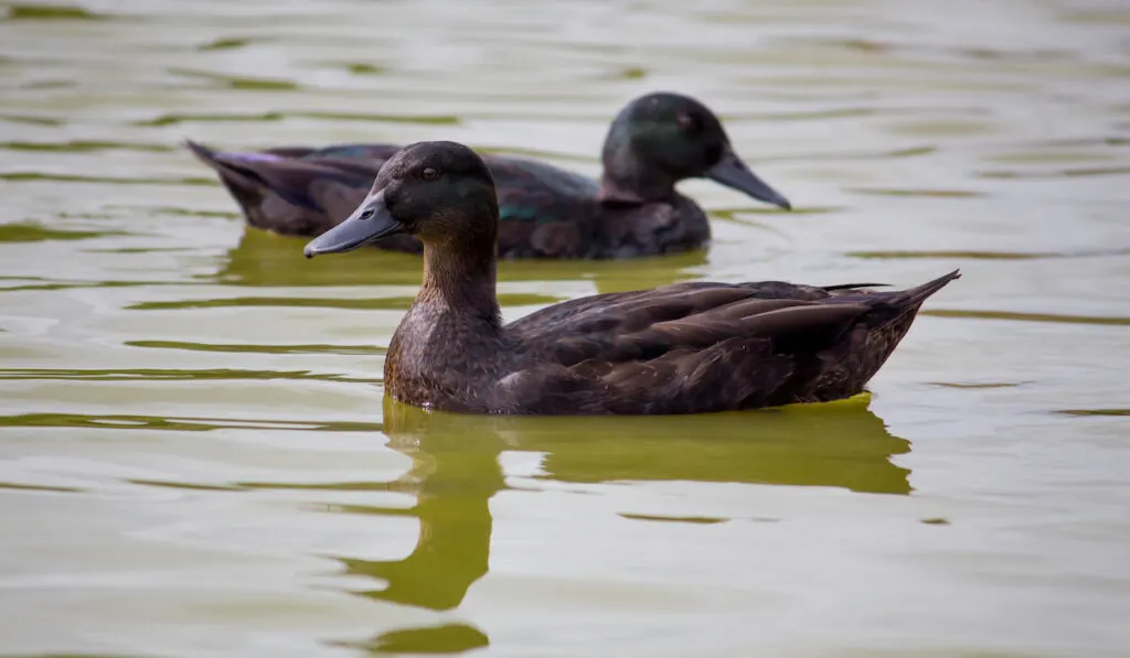 Two black east indie duck swimming on a pond