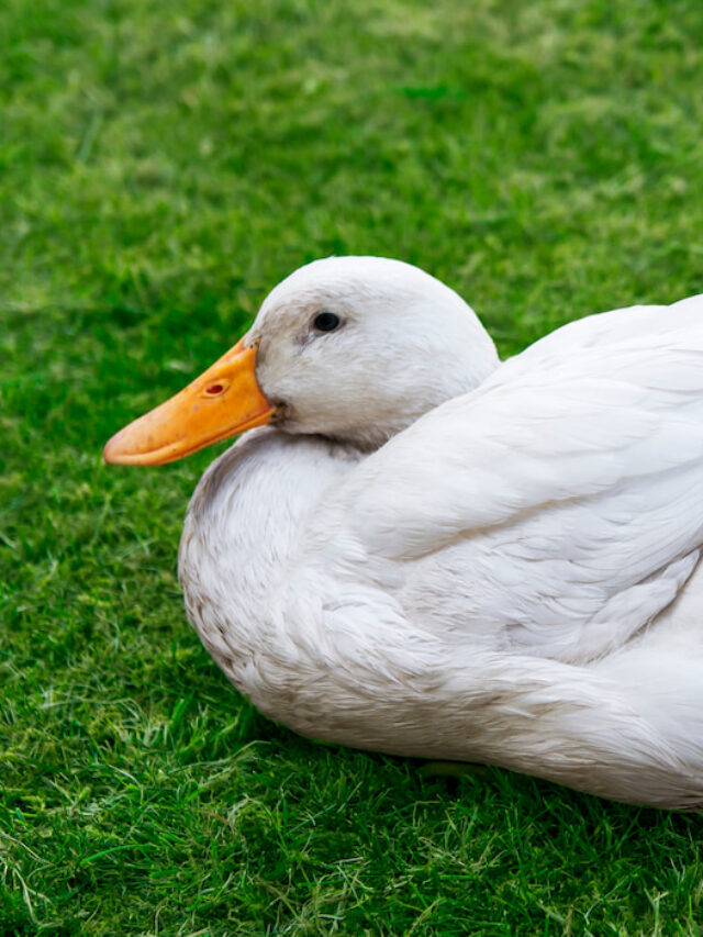 White Duck Breeds