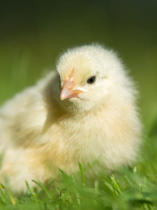 baby chick on green grass