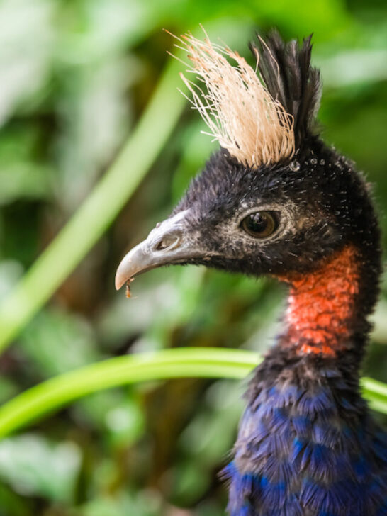 closeup of a congo pea fowl