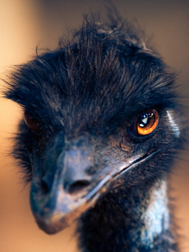 5 Reasons Emus Make Good Pets (And 5 Reasons They Don’t) The Hip Chick