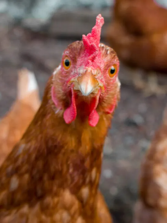 funny red hen
