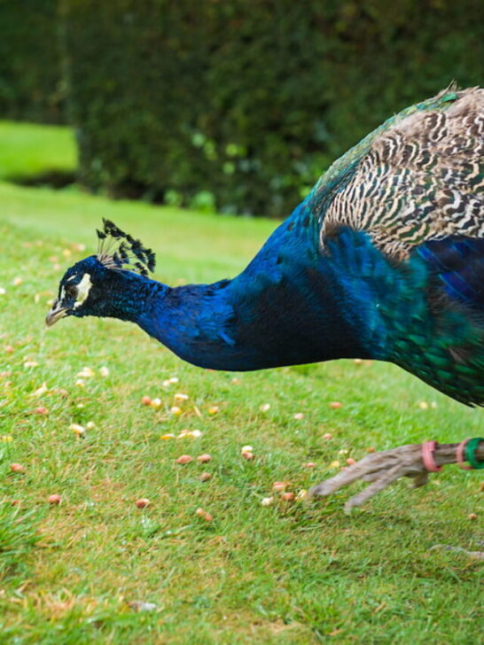 peacock looking for food