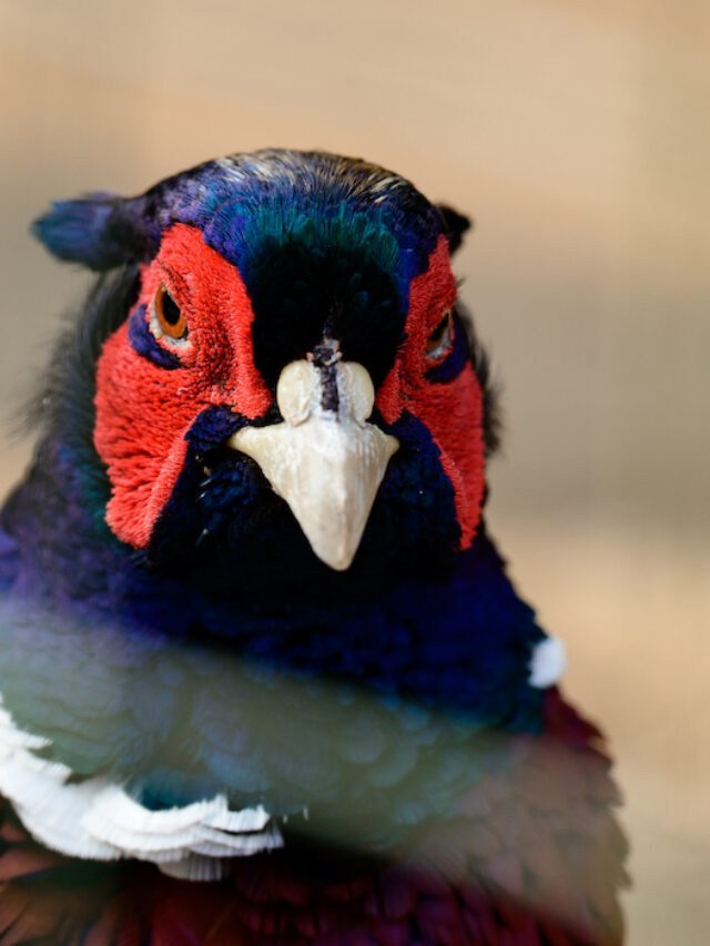 Can a Pheasant and a Chicken Breed? The Hip Chick