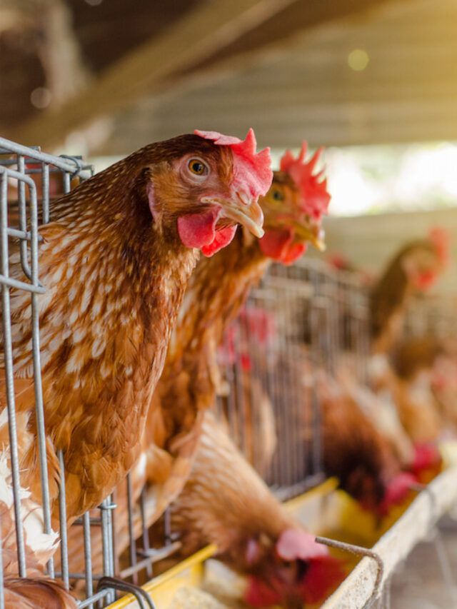 Can You Eat Laying Hens?