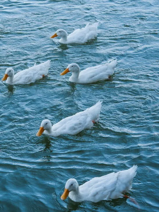 white ducks on water
