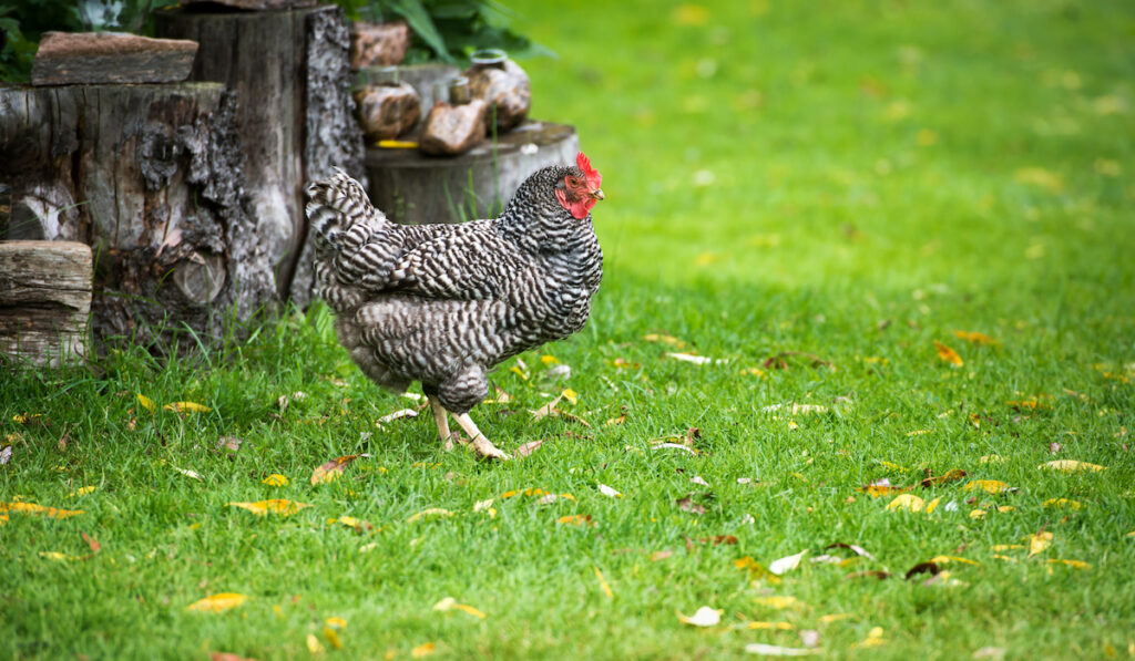 Dominique chicken walking in the backyard on green grass