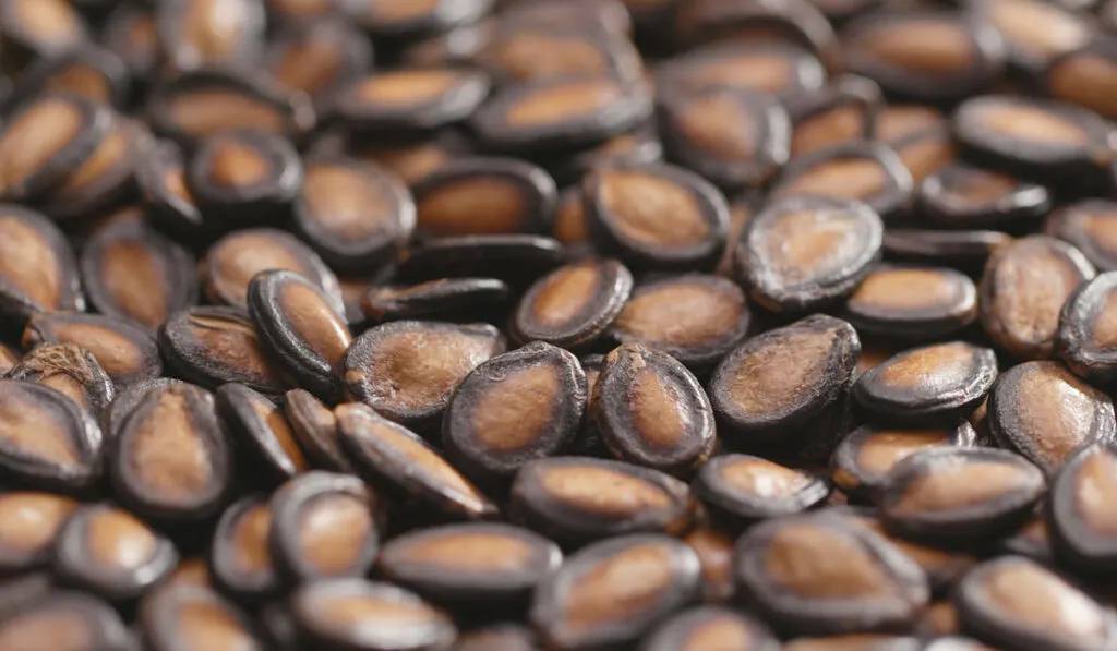 dry watermelon seeds