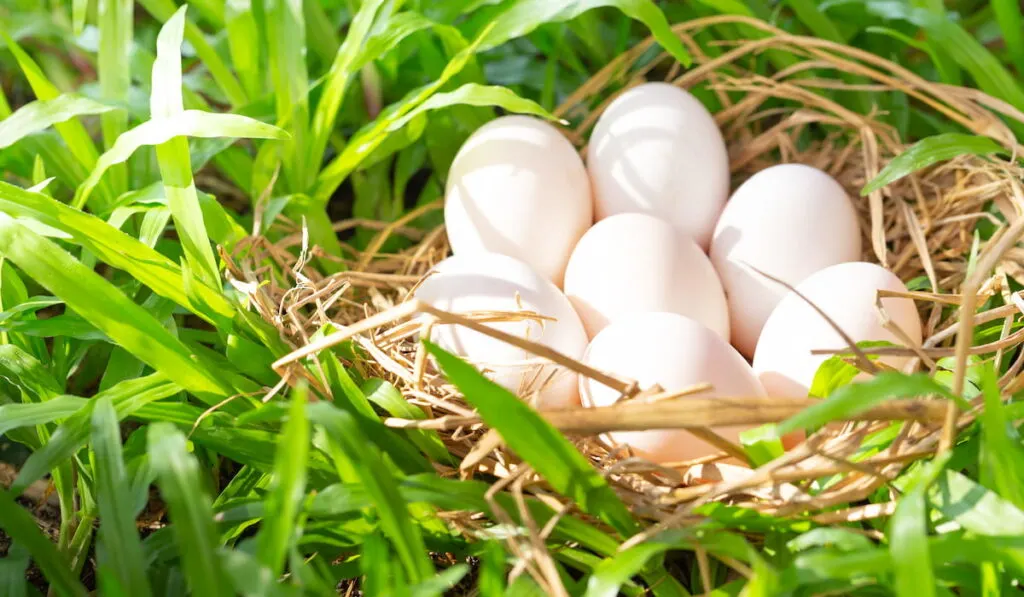 duck eggs on hay