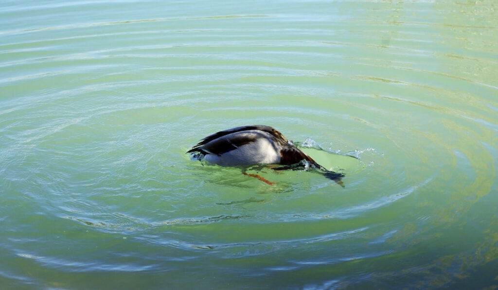 duck with his head diving under the water