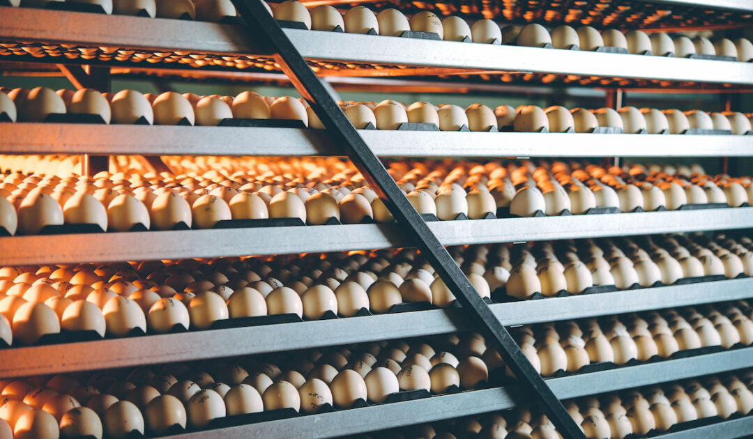 7 Places to Buy Duck Eggs to Hatch The Hip Chick