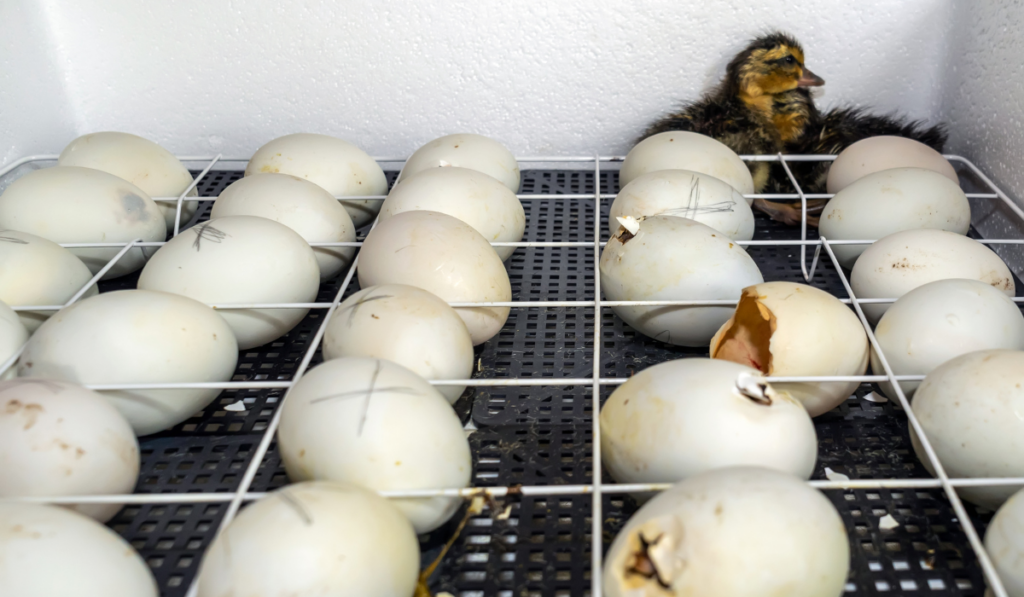 hatching eggs in an incubator