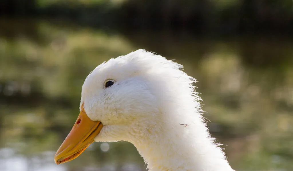 german pekin duck on a lake