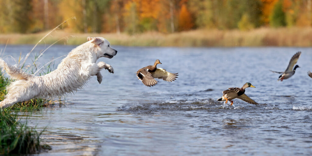 golden retriever dog jumping into the river chasing ducks

