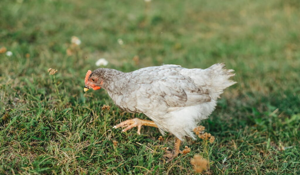 gray chick running on green grass