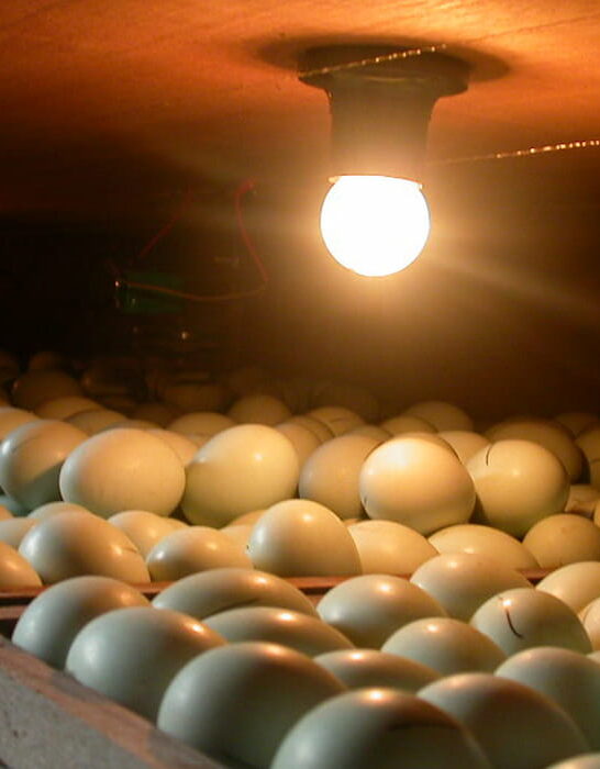 incubating the eggs