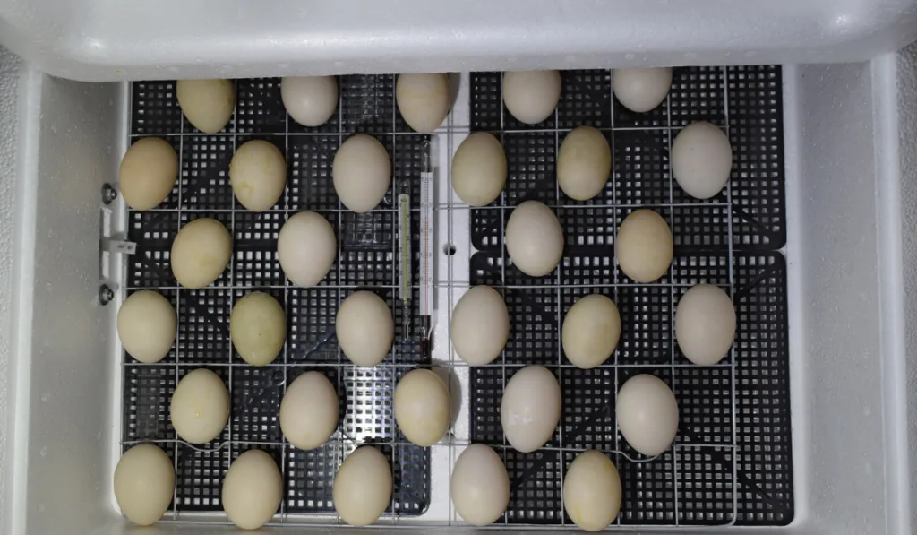 The eggs of a musky duck lying in an incubator