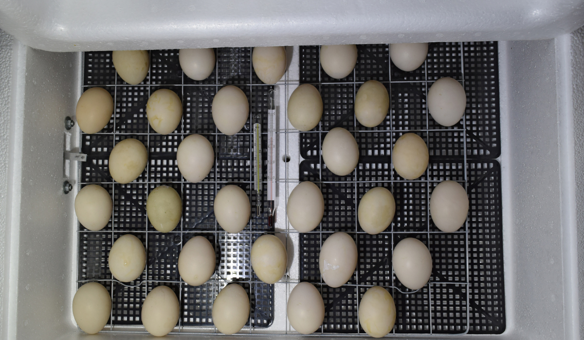Ultimate Guide to Incubating Duck Eggs The Hip Chick