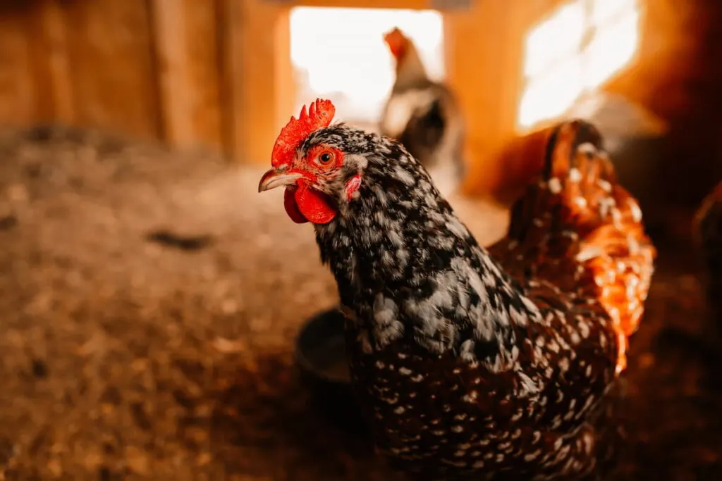 jubilee orpington pullet