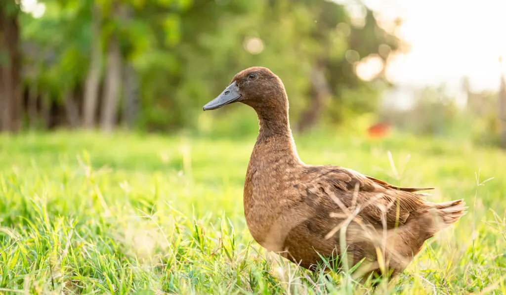 khaki Campbell duck standing on green  grass field at the farm
