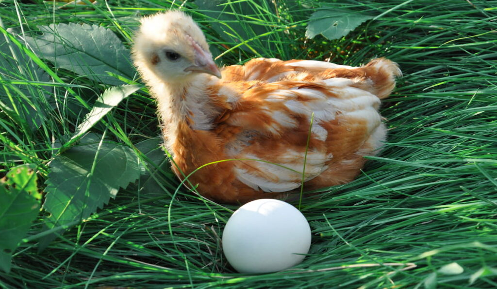Spring, little chick sitting on grass