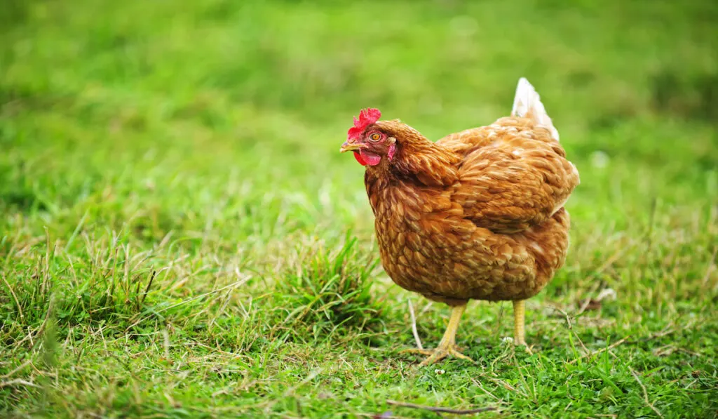 rhode island red chicken on green grass